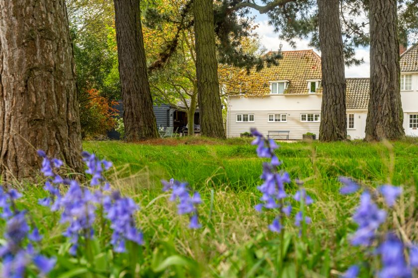 View of cottage through trees with bluebells in foreground